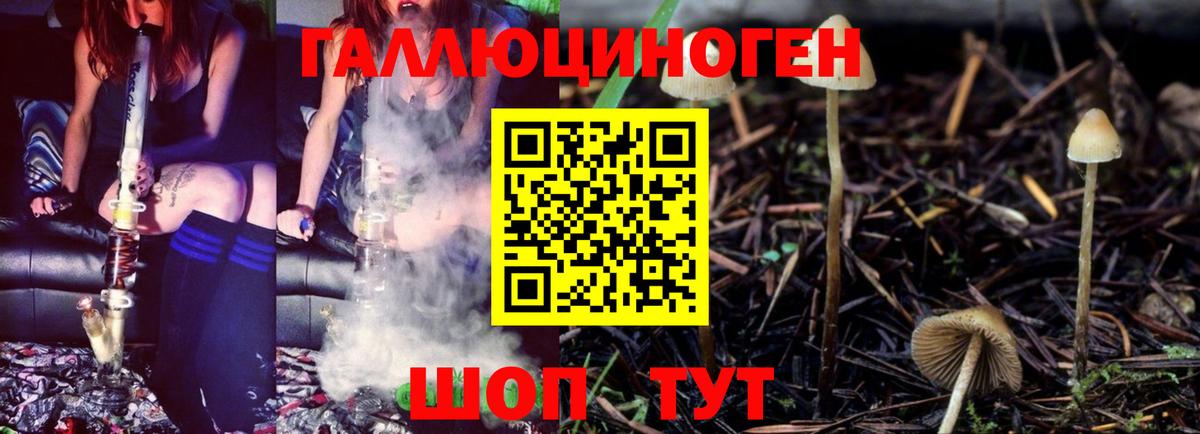 Псилоцибиновые грибы Psilocybe Новотроицк